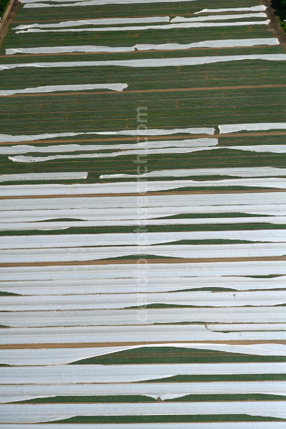 Aerial photograph Wittendörp - Rows of beds in a field for growing vegetables in Wittendoerp in the state Mecklenburg - Western Pomerania, Germany