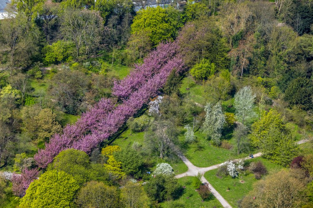 Dortmund from above - Spring shoots of fresh green leaves from the tree tops in a wooded area with Kirschbluetenallee in Rombergpark in the district Luecklemberg in Dortmund at Ruhrgebiet in the state North Rhine-Westphalia, Germany