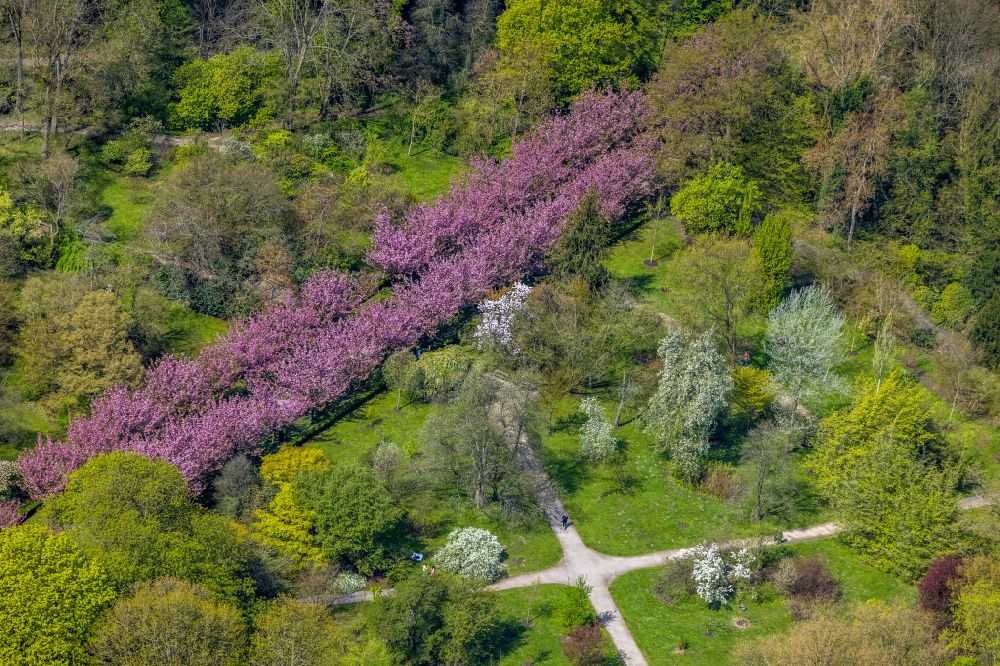 Dortmund from the bird's eye view: Spring shoots of fresh green leaves from the tree tops in a wooded area with Kirschbluetenallee in Rombergpark in the district Luecklemberg in Dortmund at Ruhrgebiet in the state North Rhine-Westphalia, Germany