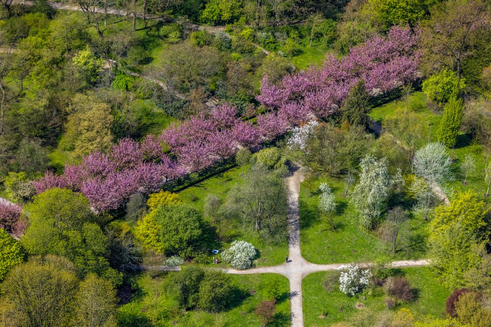 Aerial image Dortmund - Spring shoots of fresh green leaves from the tree tops in a wooded area with Kirschbluetenallee in Rombergpark in the district Luecklemberg in Dortmund at Ruhrgebiet in the state North Rhine-Westphalia, Germany