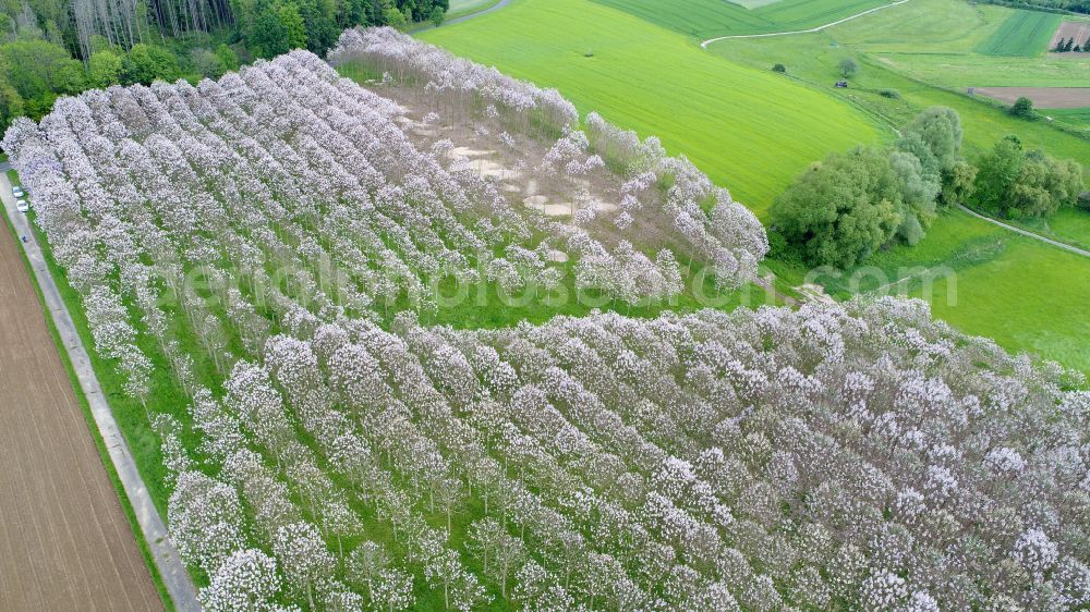 Aerial image Sankt Augustin - Bluebell tree plantation at the end of flowering in Sankt Augustin in the state North Rhine-Westphalia, Germany