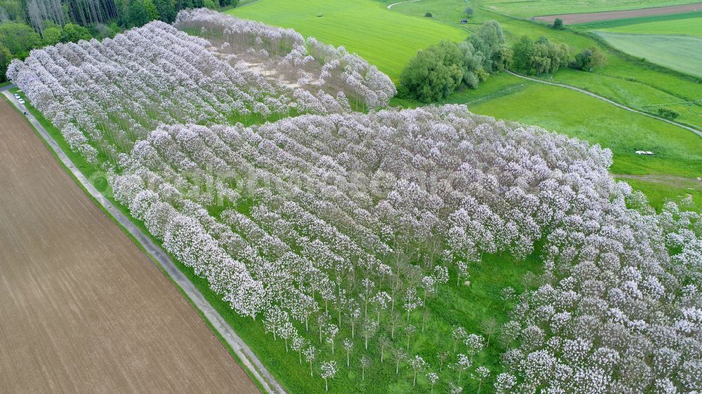 Aerial photograph Sankt Augustin - Bluebell tree plantation at the end of flowering in Sankt Augustin in the state North Rhine-Westphalia, Germany