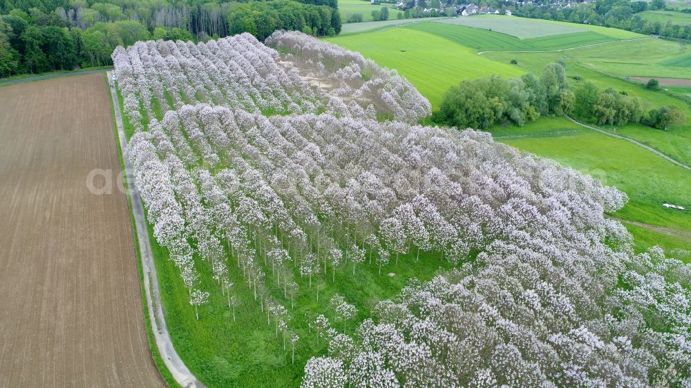 Sankt Augustin from above - Bluebell tree plantation at the end of flowering in Sankt Augustin in the state North Rhine-Westphalia, Germany