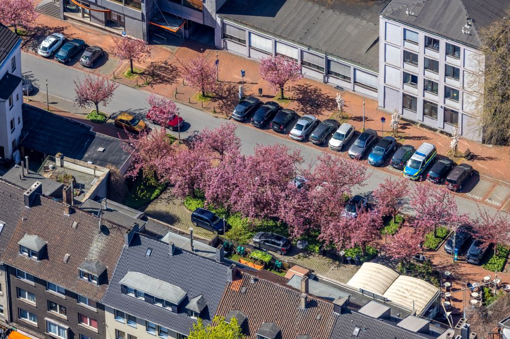 Witten from the bird's eye view: Blossoming cherry trees on Heilenstrasse in Witten in the Ruhr area in the state of North Rhine-Westphalia, Germany