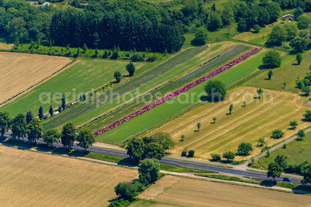 Aerial photograph Kippenheim - Colorful bedding rows on a field for flowering on Bundestrasse 3 in Kippenheim in the state Baden-Wuerttemberg, Germany