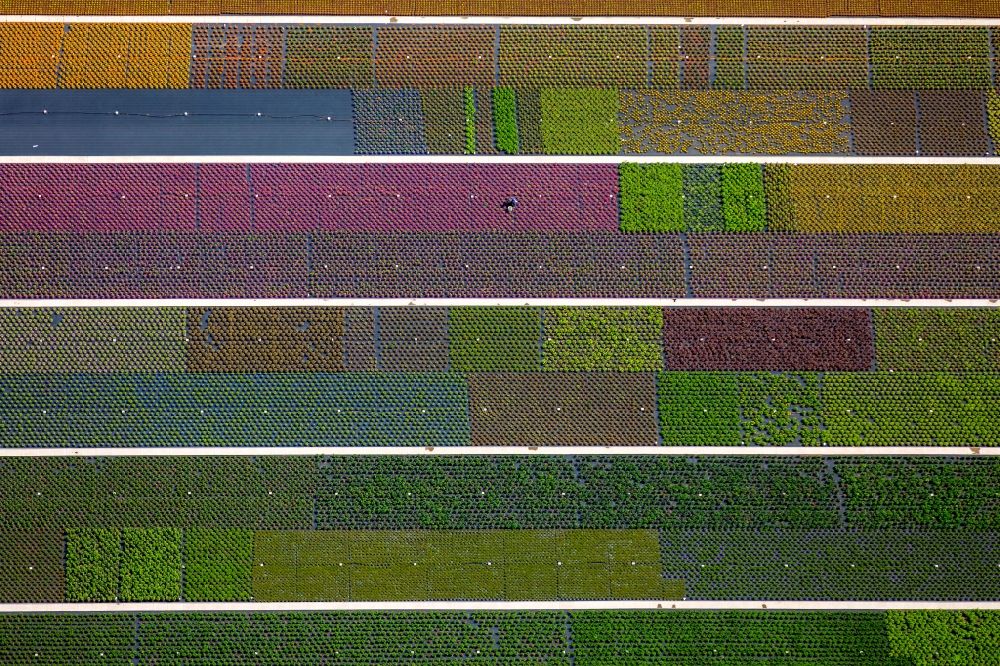 Nordkirchen from the bird's eye view: Colorful bedding rows on a field for flowering on Neue Nordkirchener Strasse in Nordkirchen in the state North Rhine-Westphalia