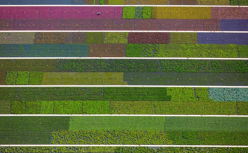Nordkirchen from the bird's eye view: Colorful bedding rows on a field for flowering on Neue Nordkirchener Strasse in Nordkirchen in the state North Rhine-Westphalia
