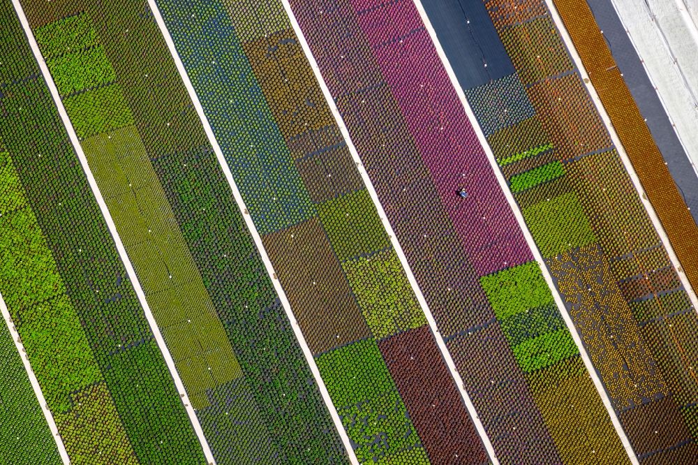 Aerial photograph Nordkirchen - Colorful bedding rows on a field for flowering on Neue Nordkirchener Strasse in Nordkirchen in the state North Rhine-Westphalia