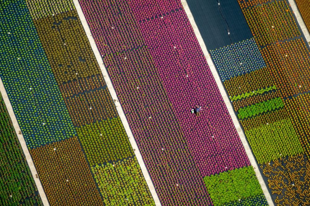 Aerial image Nordkirchen - Colorful bedding rows on a field for flowering on Neue Nordkirchener Strasse in Nordkirchen in the state North Rhine-Westphalia