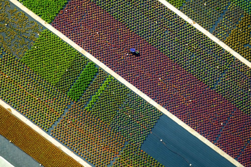 Nordkirchen from above - Colorful bedding rows on a field for flowering on Neue Nordkirchener Strasse in Nordkirchen in the state North Rhine-Westphalia