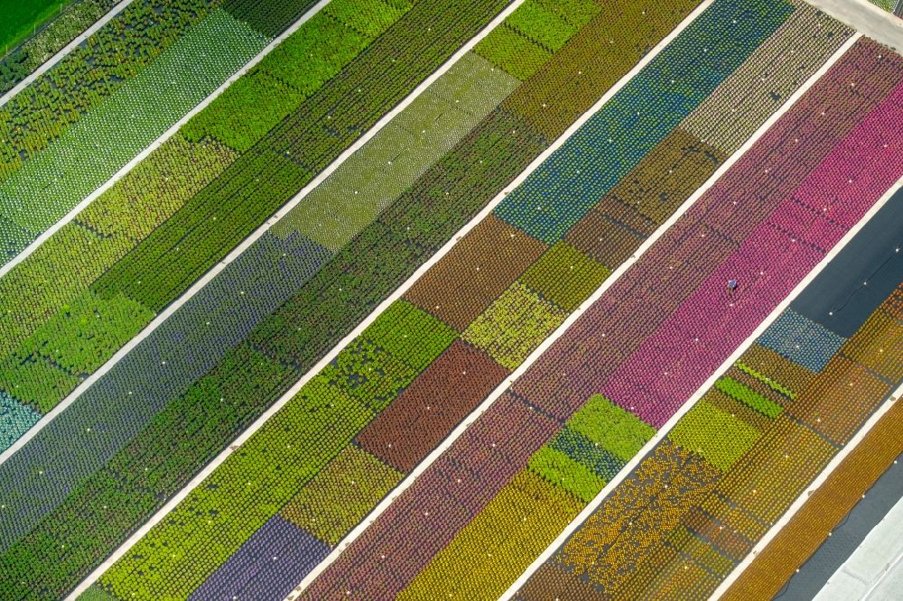 Aerial image Nordkirchen - Colorful bedding rows on a field for flowering on Neue Nordkirchener Strasse in Nordkirchen in the state North Rhine-Westphalia