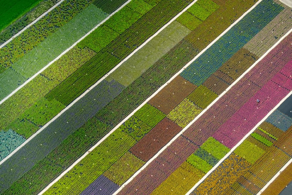 Aerial photograph Nordkirchen - Colorful bedding rows on a field for flowering on Neue Nordkirchener Strasse in Nordkirchen in the state North Rhine-Westphalia