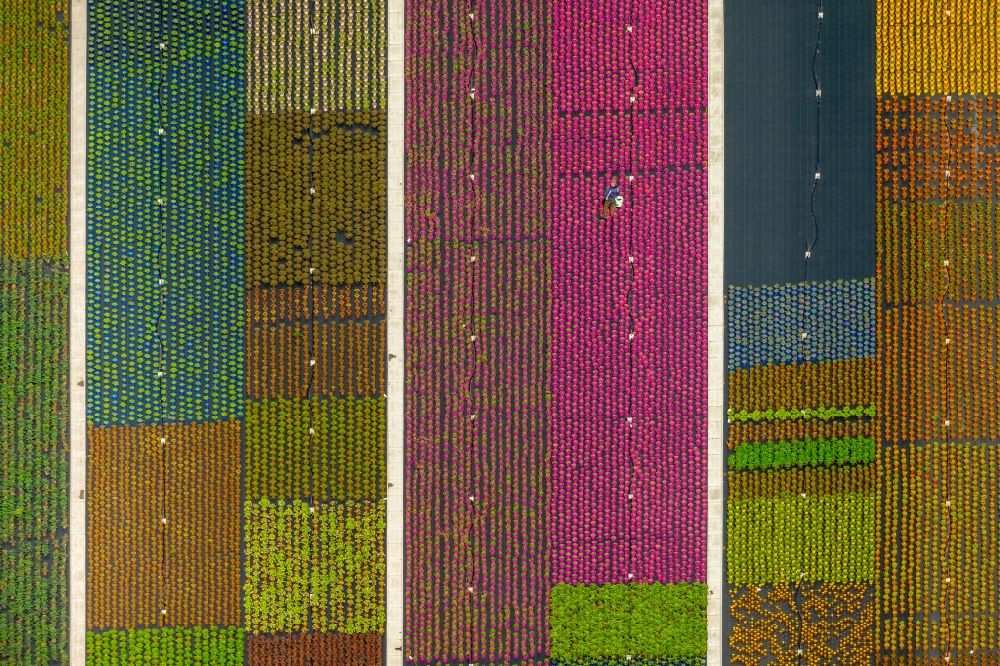 Nordkirchen from above - Colorful bedding rows on a field for flowering on Neue Nordkirchener Strasse in Nordkirchen in the state North Rhine-Westphalia