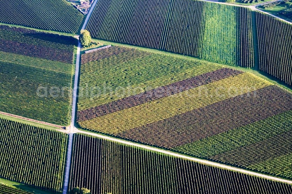 Aerial image Göcklingen - Autumn coloured geometric tructurs of wine yards landscape in Goecklingen in the state Rhineland-Palatinate