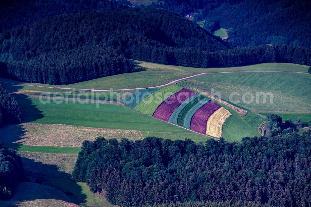 Aerial image Gutach im Breisgau - Village - view on the edge of agricultural fields and farmland in Gutach im Breisgau in the state Baden-Wuerttemberg, Germany