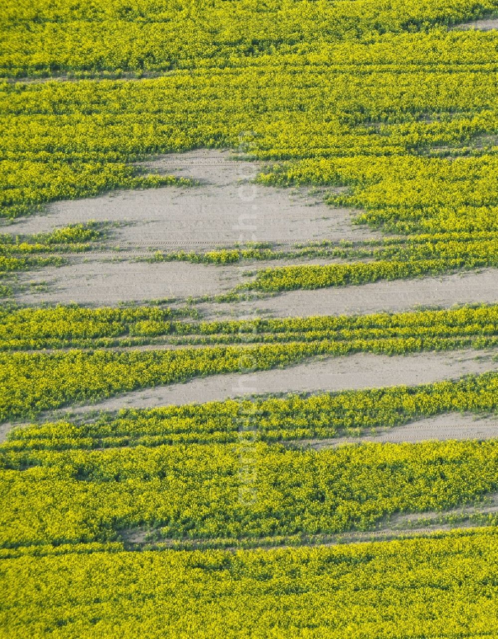 Pretzier from the bird's eye view: Soil erosion and drought structures on agricultural rape fields in Pretzier, Saxony-Anhalt, Germany