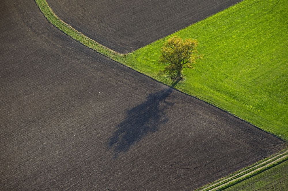 Aerial image Rüthen - A single tree casts a long shadow upon a harvested field between Ruethen and Kallenhardt in the state North Rhine-Westphalia. The vibrant green meadow provides a powerful contrast in this autumn landscape