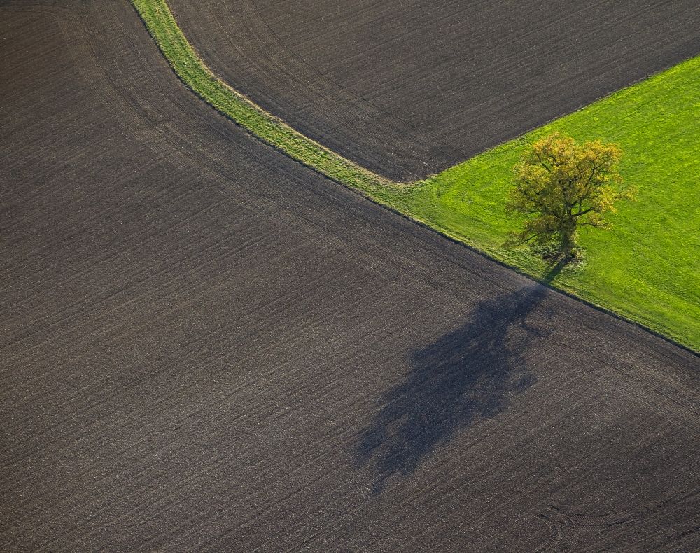 Aerial photograph Rüthen - A single tree casts a long shadow upon a harvested field between Ruethen and Kallenhardt in the state North Rhine-Westphalia. The vibrant green meadow provides a powerful contrast in this autumn landscape
