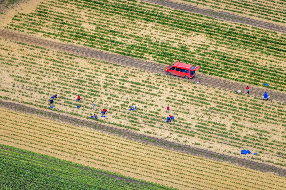 Barkenberg from above - Work on the strawberry harvest with harvest workers on rows of agricultural fields in Barkenberg in the state North Rhine-Westphalia, Germany