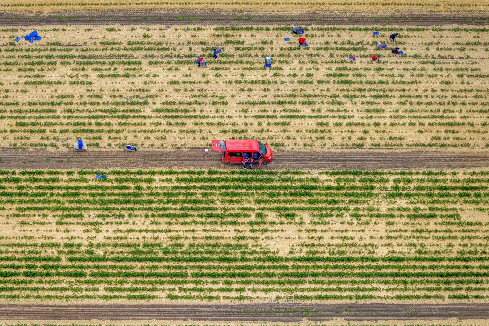 Barkenberg from the bird's eye view: Work on the strawberry harvest with harvest workers on rows of agricultural fields in Barkenberg in the state North Rhine-Westphalia, Germany