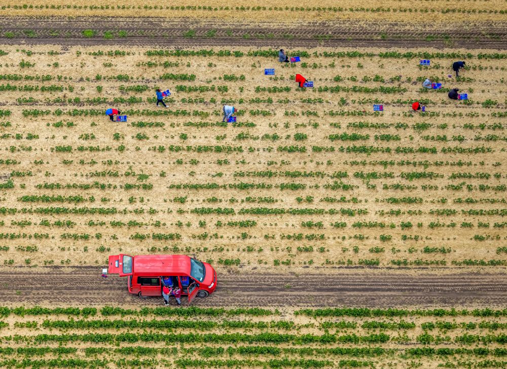 Aerial image Barkenberg - Work on the strawberry harvest with harvest workers on rows of agricultural fields in Barkenberg in the state North Rhine-Westphalia, Germany