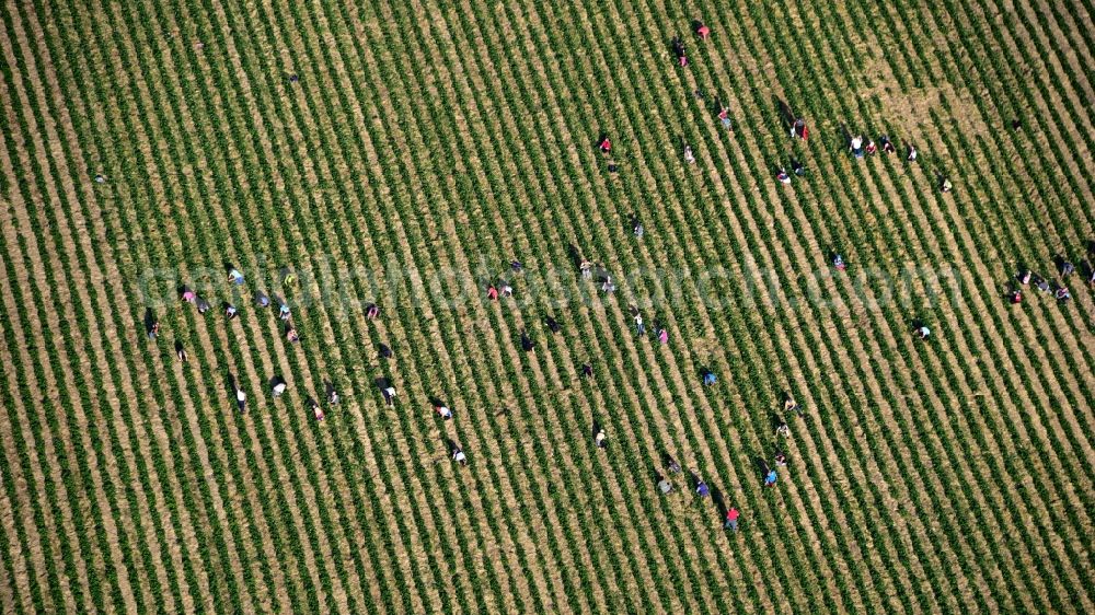 Oeverich from the bird's eye view: Work on the strawberry harvest with harvest workers on rows of agricultural fields in Oeverich in the state Rhineland-Palatinate, Germany