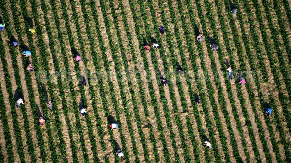 Aerial image Oeverich - Work on the strawberry harvest with harvest workers on rows of agricultural fields in Oeverich in the state Rhineland-Palatinate, Germany