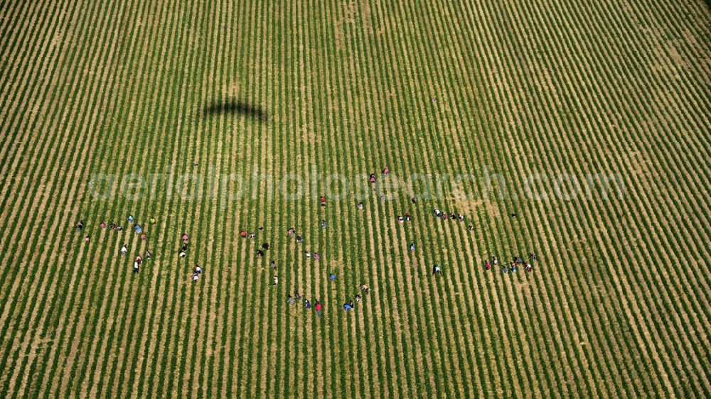 Aerial photograph Oeverich - Work on the strawberry harvest with harvest workers on rows of agricultural fields in Oeverich in the state Rhineland-Palatinate, Germany