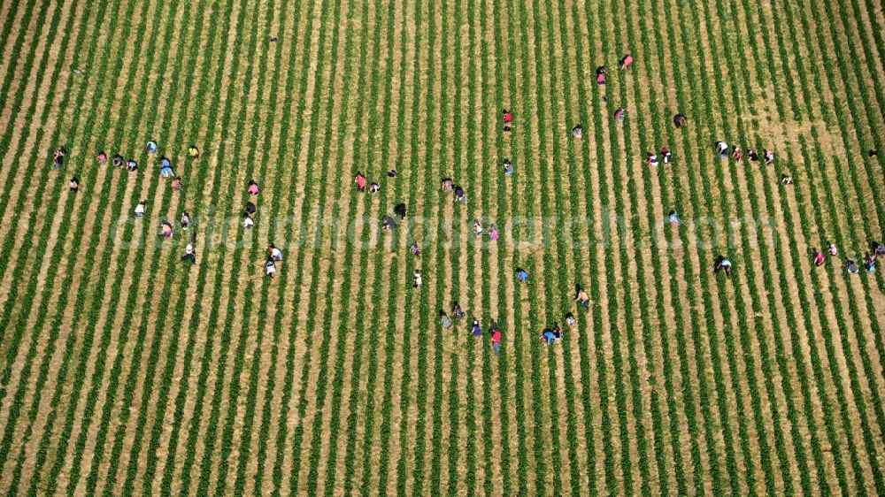 Oeverich from above - Work on the strawberry harvest with harvest workers on rows of agricultural fields in Oeverich in the state Rhineland-Palatinate, Germany