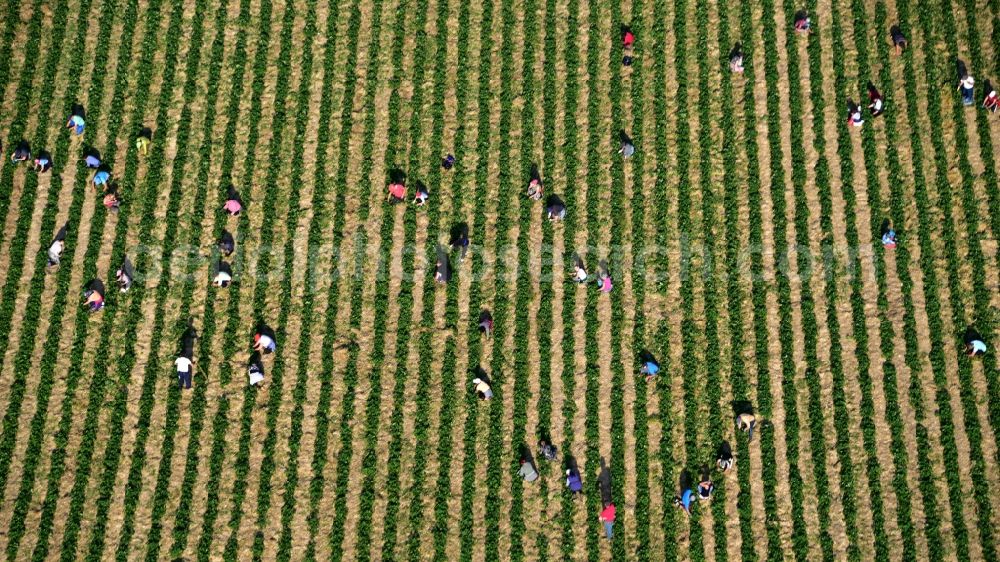 Oeverich from the bird's eye view: Work on the strawberry harvest with harvest workers on rows of agricultural fields in Oeverich in the state Rhineland-Palatinate, Germany