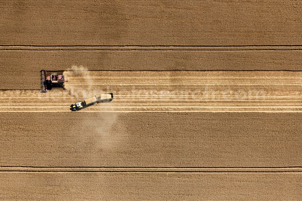 Bad Düben from above - Harvest use of heavy agricultural machinery - combine harvesters and harvesting vehicles on agricultural fields in Bad Dueben in the state Saxony, Germany