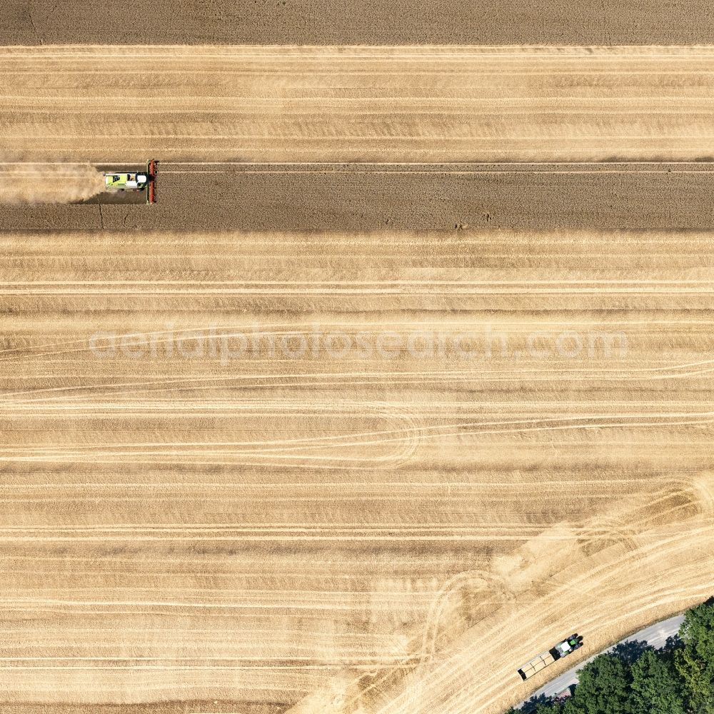 Bad Düben from the bird's eye view: Harvest use of heavy agricultural machinery - combine harvesters and harvesting vehicles on agricultural fields in Bad Dueben in the state Saxony, Germany