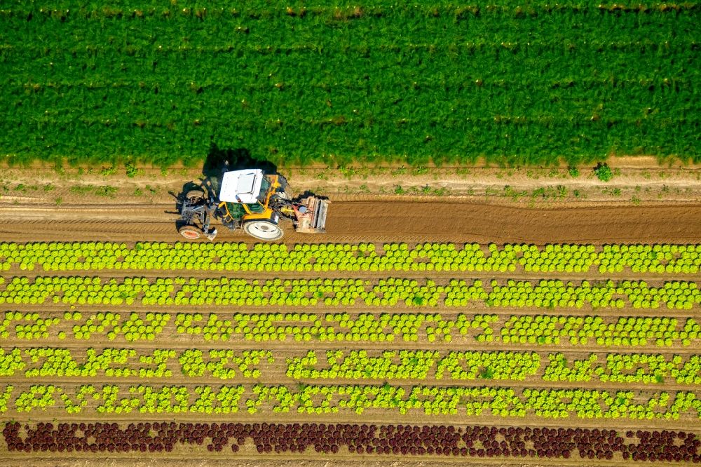 Aerial image Löhne - Harvest use of heavy agricultural machinery - combine harvesters and harvesting vehicles on agricultural fields in Loehne in the state North Rhine-Westphalia