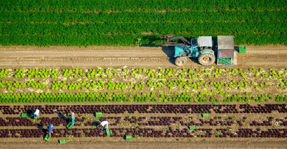 Löhne from the bird's eye view: Harvest use of heavy agricultural machinery - combine harvesters and harvesting vehicles on agricultural fields in Loehne in the state North Rhine-Westphalia