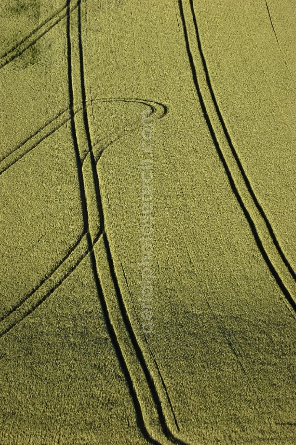 Aerial photograph Felm - Lanes in cornfield in Altenholz in Schleswig-Holstein