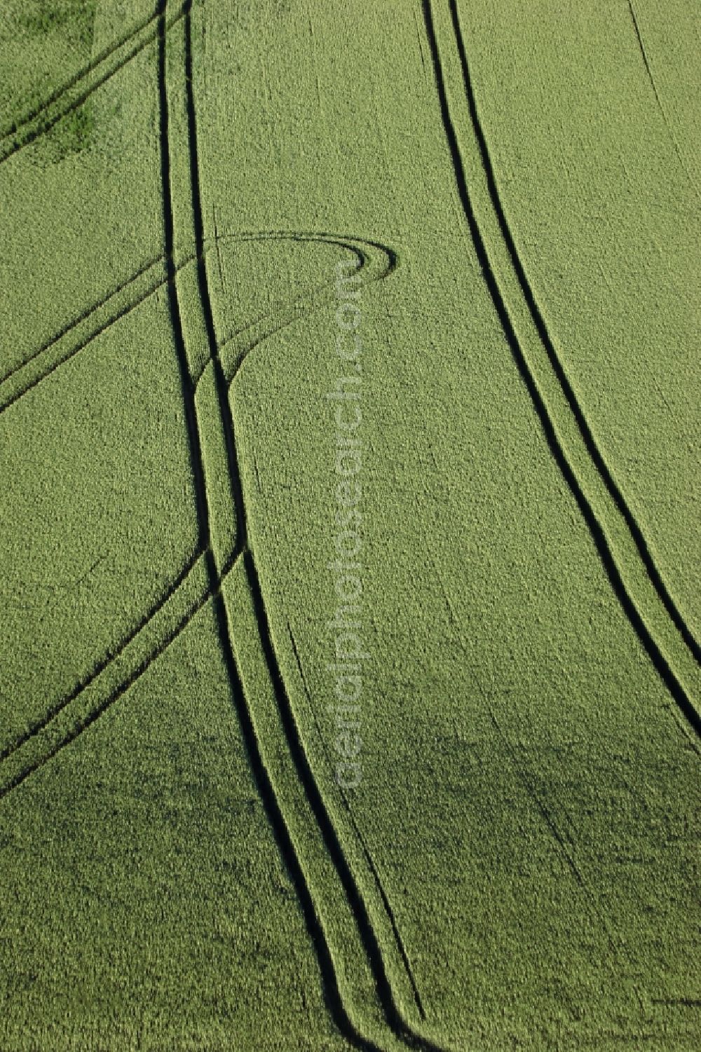 Felm from the bird's eye view: Lanes in cornfield in Altenholz in Schleswig-Holstein