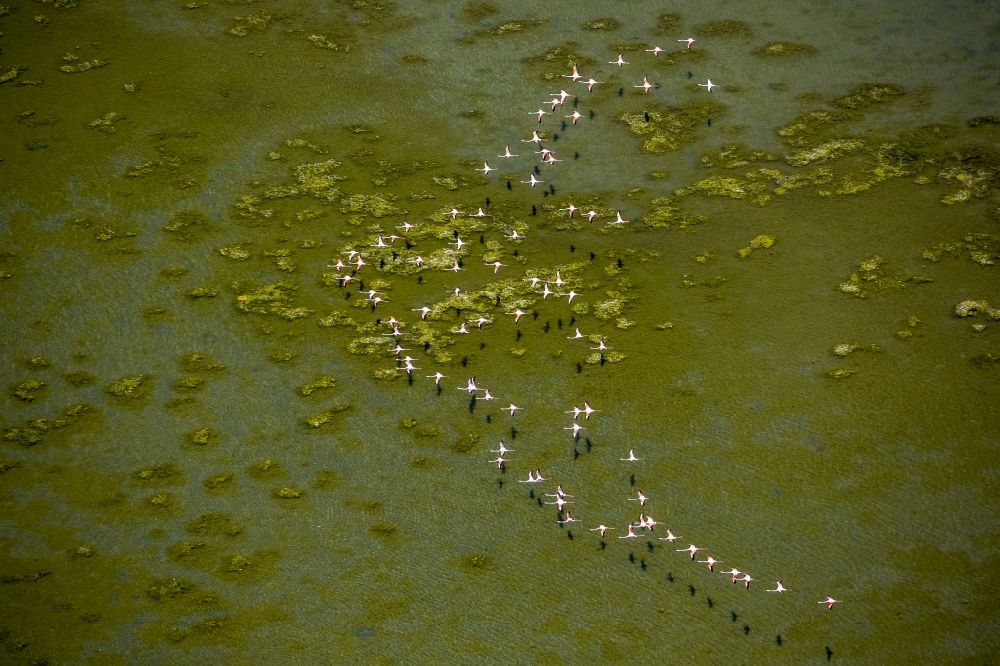 Saintes-Maries-de-la-Mer from the bird's eye view: Flamingos flock to the mouth of the Rhone the Camargue, Saintes-Maries-de-la-Mer in France