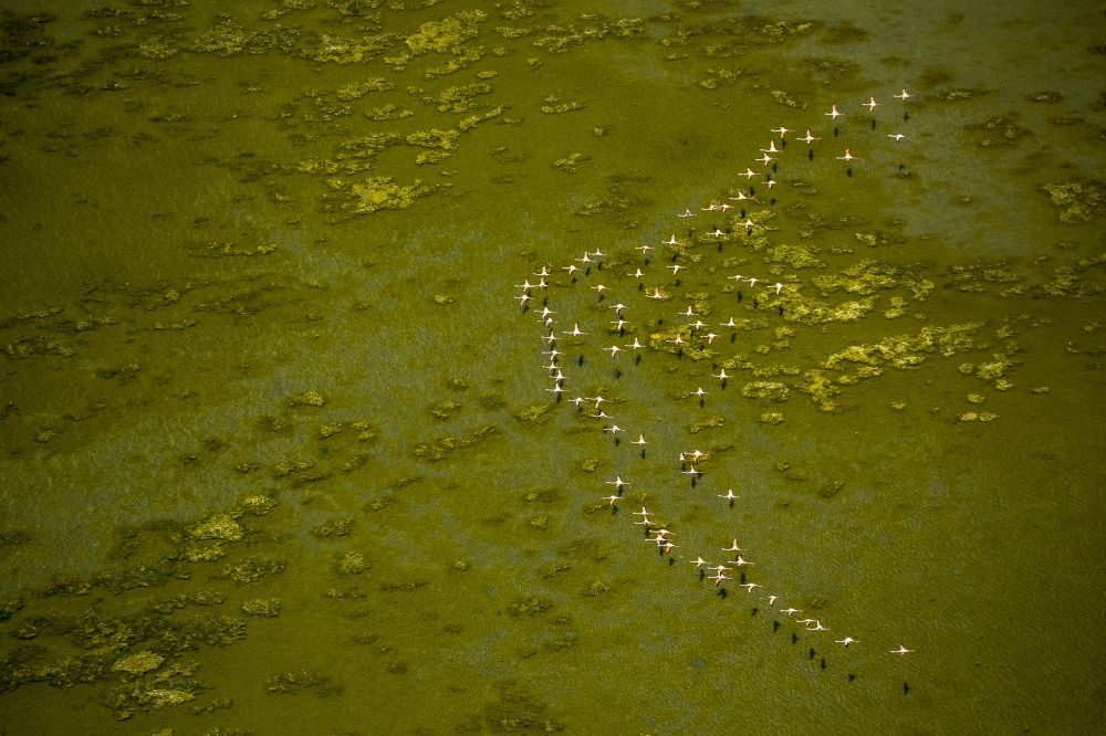 Aerial image Saintes-Maries-de-la-Mer - Flamingos flock to the mouth of the Rhone the Camargue, Saintes-Maries-de-la-Mer in France