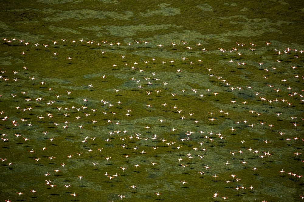 Saintes-Maries-de-la-Mer from above - Flamingos flock to the mouth of the Rhone the Camargue, Saintes-Maries-de-la-Mer in France