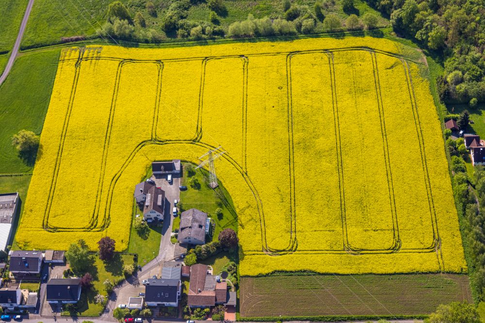 Arnsberg from the bird's eye view: Field landscape yellow flowering rapeseed flowers in the district Vosswinkel in Arnsberg at Sauerland in the state North Rhine-Westphalia, Germany