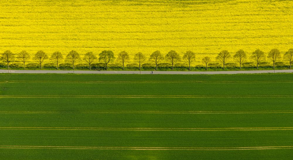 Dortmund from the bird's eye view: Field landscape yellow flowering rapeseed flowers in the district Kley in Dortmund at Ruhrgebiet in the state North Rhine-Westphalia, Germany