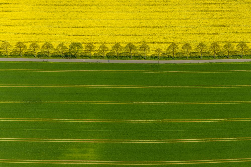 Dortmund from above - Field landscape yellow flowering rapeseed flowers in the district Kley in Dortmund at Ruhrgebiet in the state North Rhine-Westphalia, Germany
