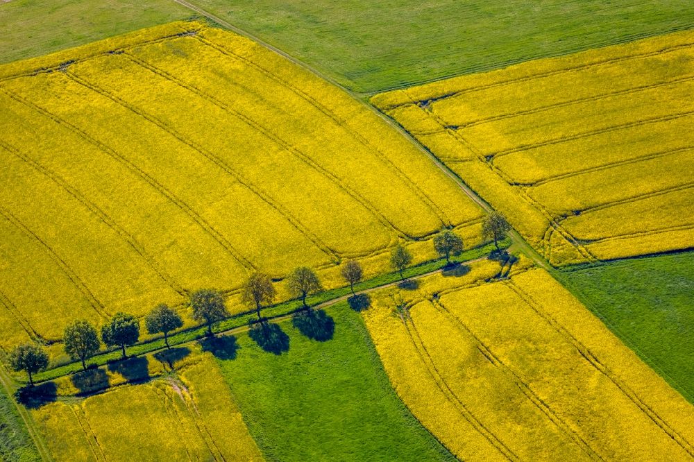 Aerial image Gelmer - Field landscape yellow flowering rapeseed flowers in Gelmer in the state North Rhine-Westphalia, Germany