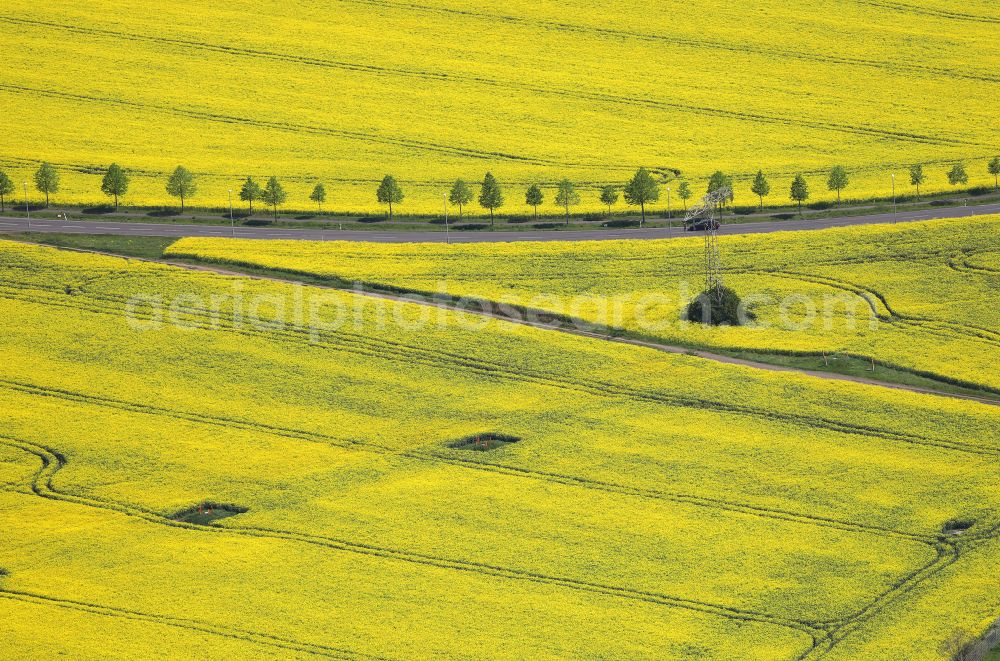 Gispersleben from the bird's eye view: Field landscape yellow flowering rapeseed flowers in Gispersleben in the state Thuringia, Germany