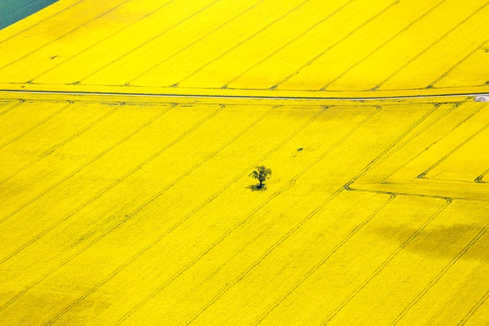 Aerial image Gommern - Field landscape yellow flowering rapeseed flowers in Gommern in the state Saxony-Anhalt, Germany