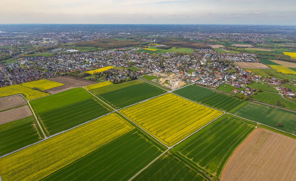 Hamm from the bird's eye view: Field landscape yellow flowering rapeseed flowers in the district Westtuennen in Hamm at Ruhrgebiet in the state North Rhine-Westphalia, Germany