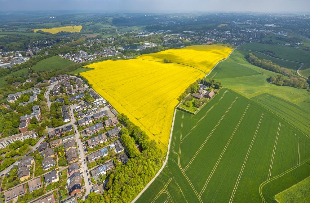 Heiligenhaus from the bird's eye view: Field landscape yellow flowering rapeseed flowers in Heiligenhaus at Ruhrgebiet in the state North Rhine-Westphalia, Germany