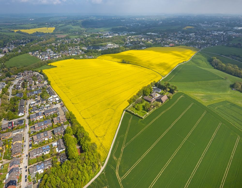 Aerial image Heiligenhaus - Field landscape yellow flowering rapeseed flowers in Heiligenhaus at Ruhrgebiet in the state North Rhine-Westphalia, Germany