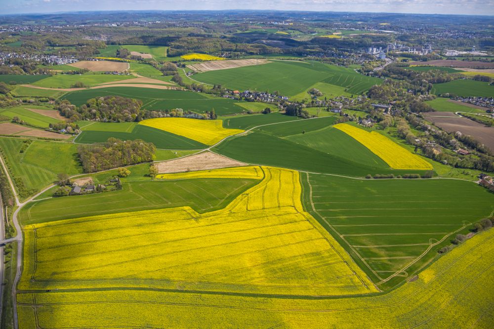 Aerial photograph Heiligenhaus - Field landscape yellow flowering rapeseed flowers in Heiligenhaus at Ruhrgebiet in the state North Rhine-Westphalia, Germany