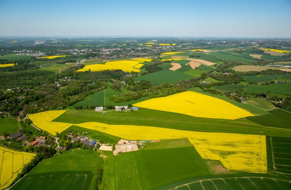 Aerial image Homberg - Field landscape yellow flowering rapeseed flowers in Homberg in the state North Rhine-Westphalia